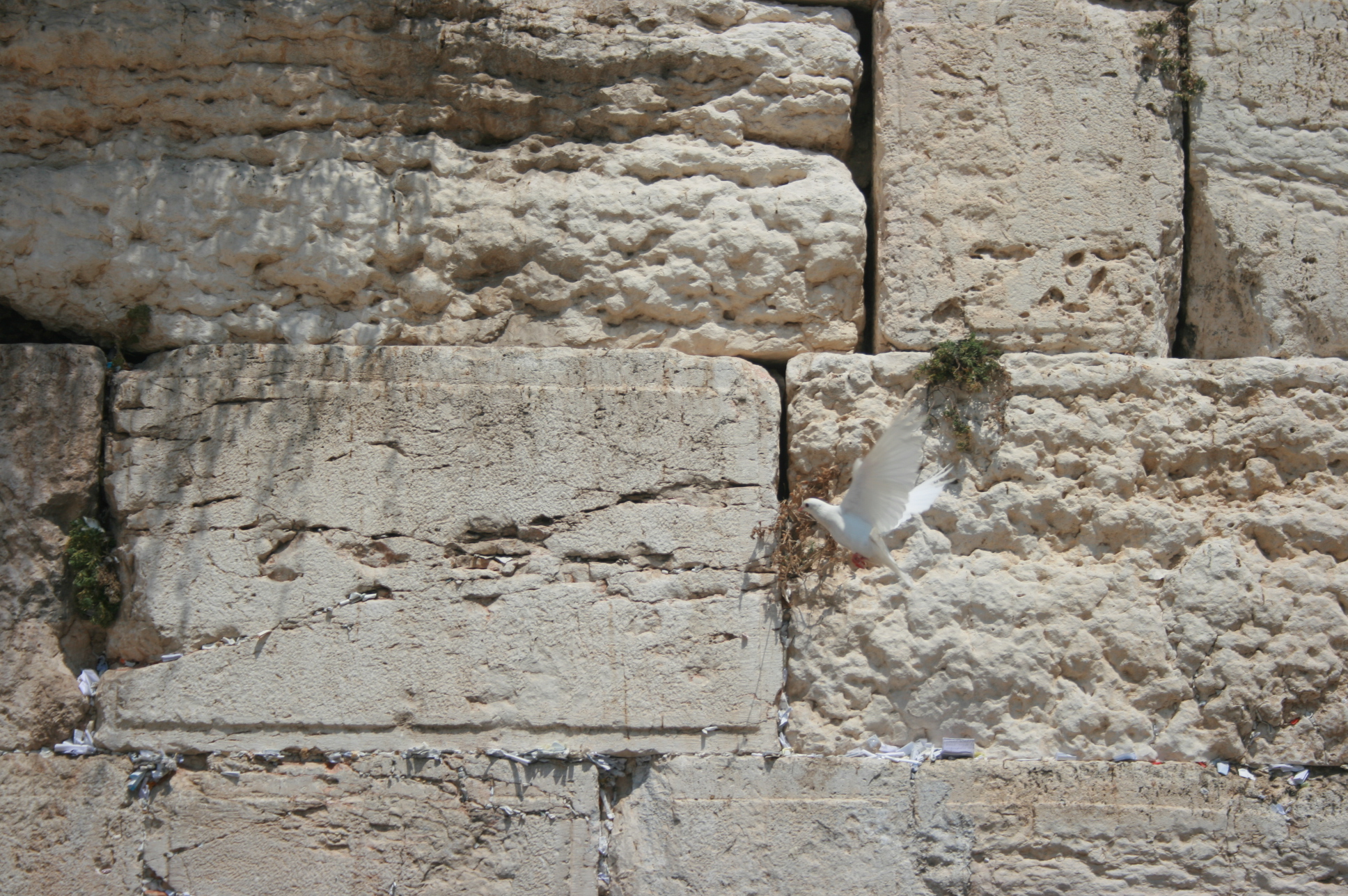 Mur des Lamentations Colombe